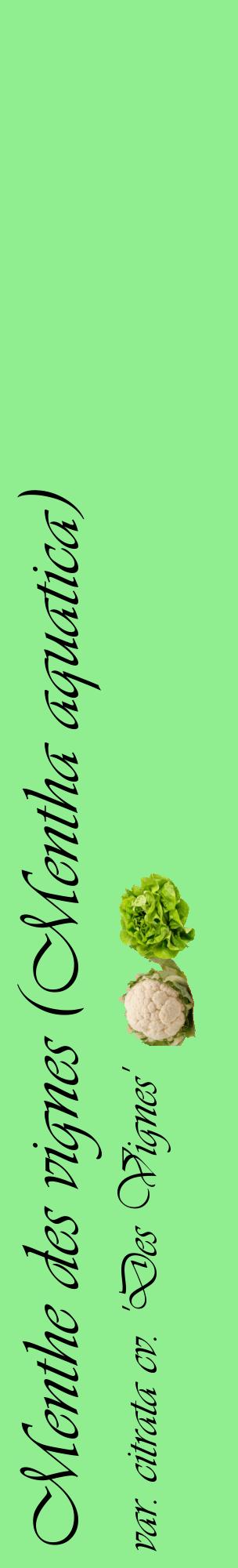 Étiquette de : Mentha aquatica var. citrata cv. 'Des Vignes' - format c - style noire15_basiqueviv avec comestibilité simplifiée