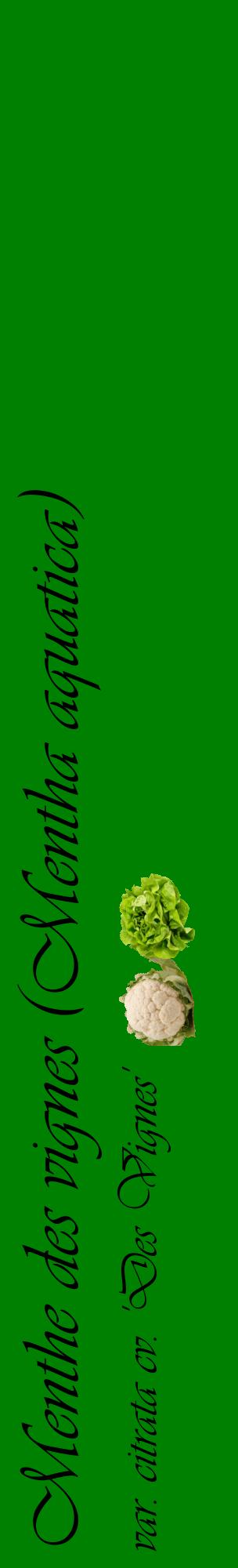 Étiquette de : Mentha aquatica var. citrata cv. 'Des Vignes' - format c - style noire9_basiqueviv avec comestibilité simplifiée