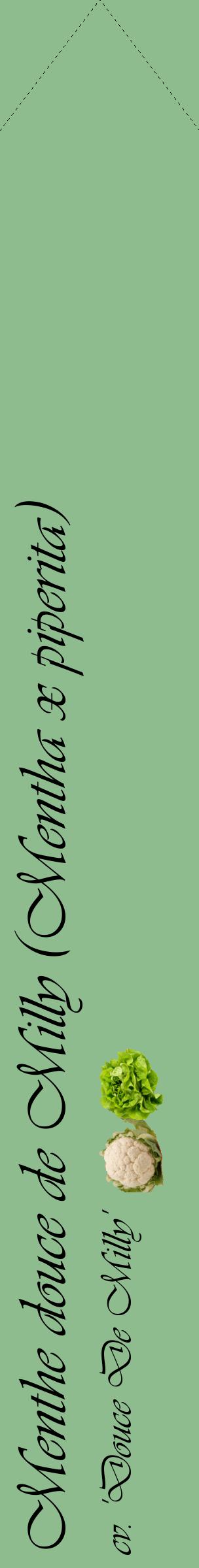 Étiquette de : Mentha x piperita cv. 'Douce De Milly' - format c - style noire13_simpleviv avec comestibilité simplifiée