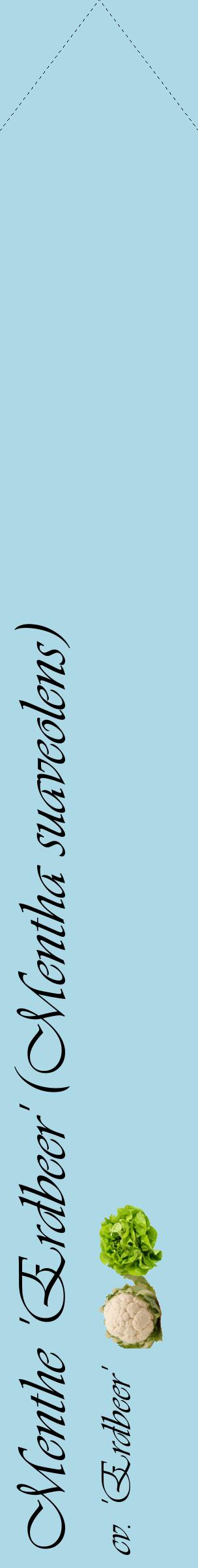 Étiquette de : Mentha suaveolens cv. 'Erdbeer' - format c - style noire0_simpleviv avec comestibilité simplifiée