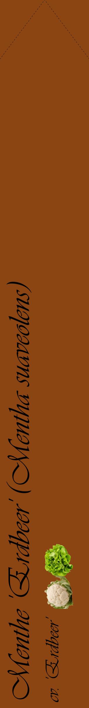 Étiquette de : Mentha suaveolens cv. 'Erdbeer' - format c - style noire30_simpleviv avec comestibilité simplifiée