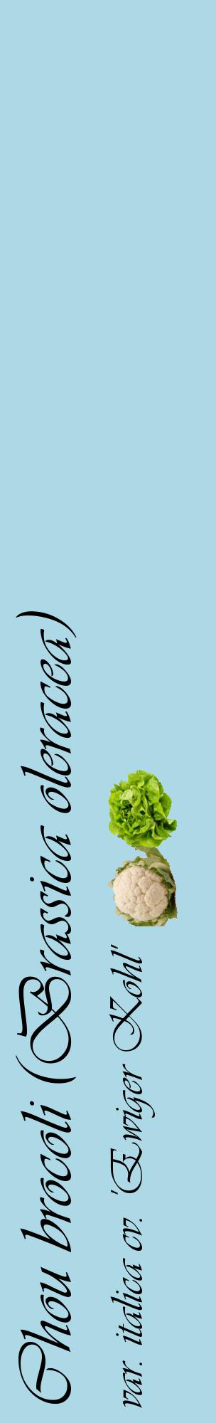 Étiquette de : Brassica oleracea var. italica cv. 'Ewiger Kohl' - format c - style noire0_basiqueviv avec comestibilité simplifiée