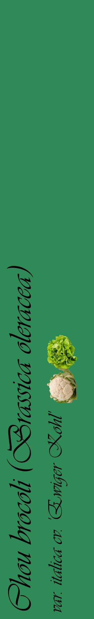 Étiquette de : Brassica oleracea var. italica cv. 'Ewiger Kohl' - format c - style noire11_basiqueviv avec comestibilité simplifiée