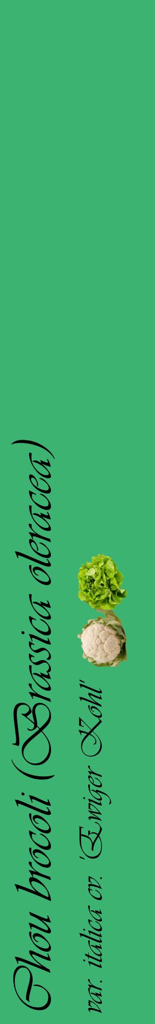 Étiquette de : Brassica oleracea var. italica cv. 'Ewiger Kohl' - format c - style noire12_basiqueviv avec comestibilité simplifiée