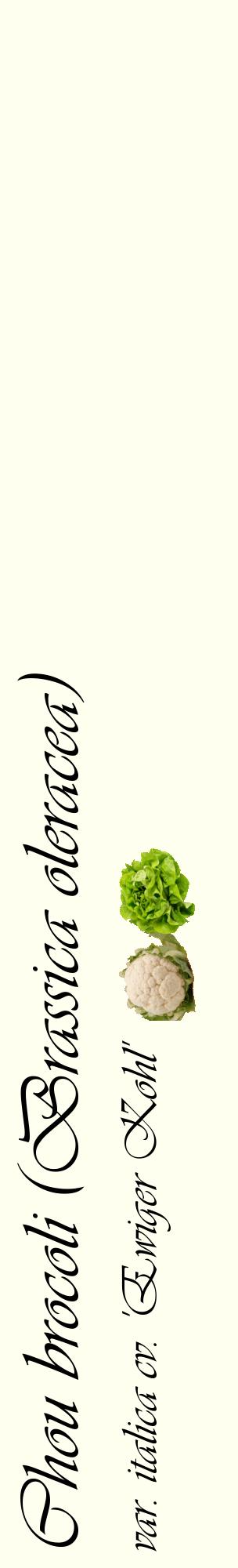 Étiquette de : Brassica oleracea var. italica cv. 'Ewiger Kohl' - format c - style noire19_basiqueviv avec comestibilité simplifiée