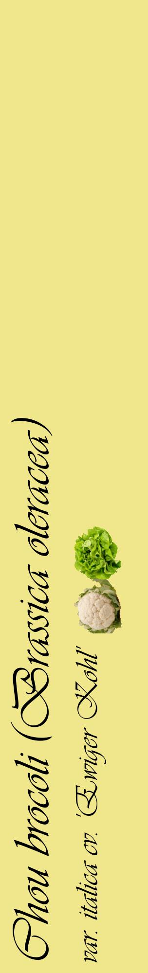 Étiquette de : Brassica oleracea var. italica cv. 'Ewiger Kohl' - format c - style noire20_basiqueviv avec comestibilité simplifiée