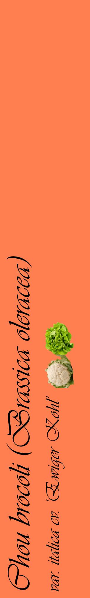 Étiquette de : Brassica oleracea var. italica cv. 'Ewiger Kohl' - format c - style noire24_basiqueviv avec comestibilité simplifiée