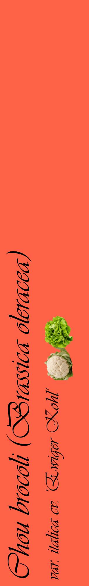 Étiquette de : Brassica oleracea var. italica cv. 'Ewiger Kohl' - format c - style noire25_basiqueviv avec comestibilité simplifiée