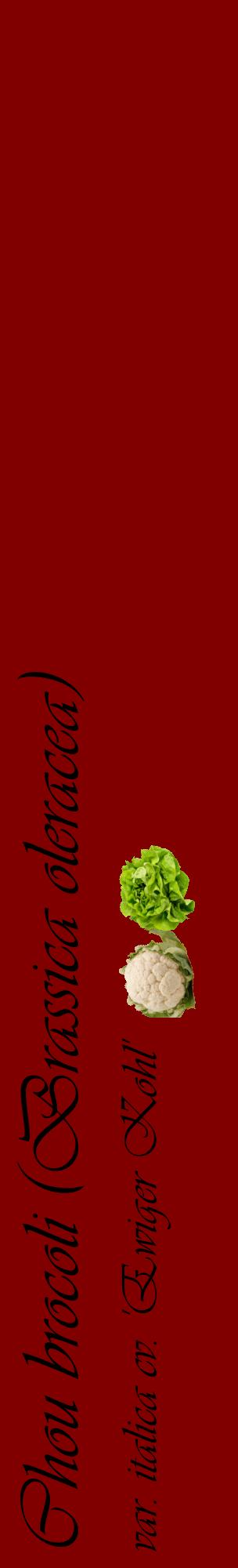 Étiquette de : Brassica oleracea var. italica cv. 'Ewiger Kohl' - format c - style noire29_basiqueviv avec comestibilité simplifiée
