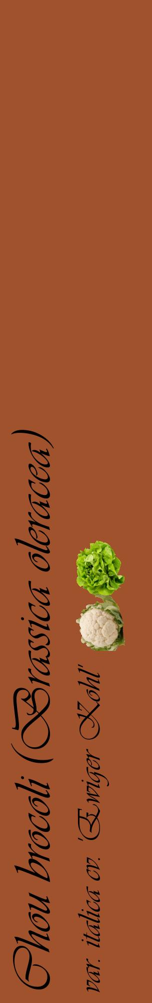 Étiquette de : Brassica oleracea var. italica cv. 'Ewiger Kohl' - format c - style noire32_basiqueviv avec comestibilité simplifiée