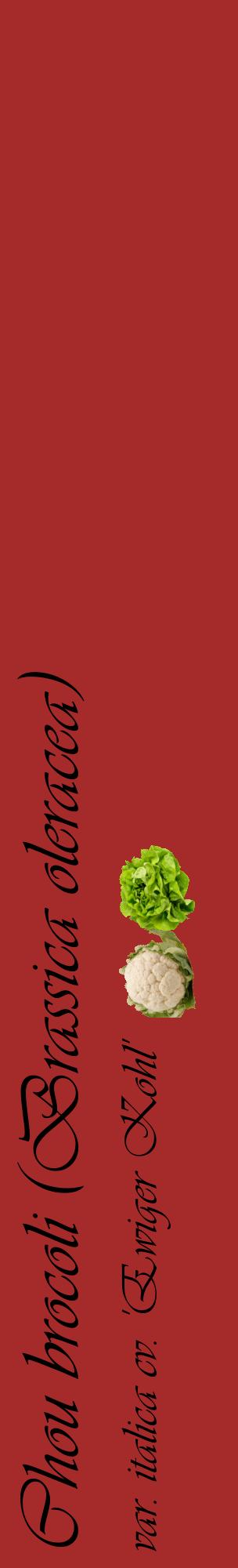 Étiquette de : Brassica oleracea var. italica cv. 'Ewiger Kohl' - format c - style noire33_basiqueviv avec comestibilité simplifiée