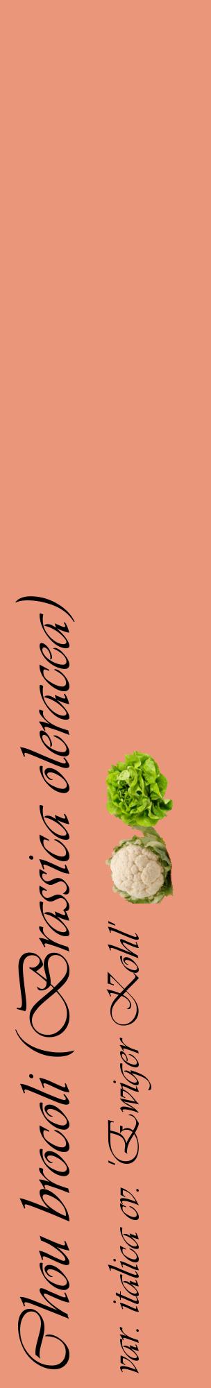Étiquette de : Brassica oleracea var. italica cv. 'Ewiger Kohl' - format c - style noire37_basiqueviv avec comestibilité simplifiée