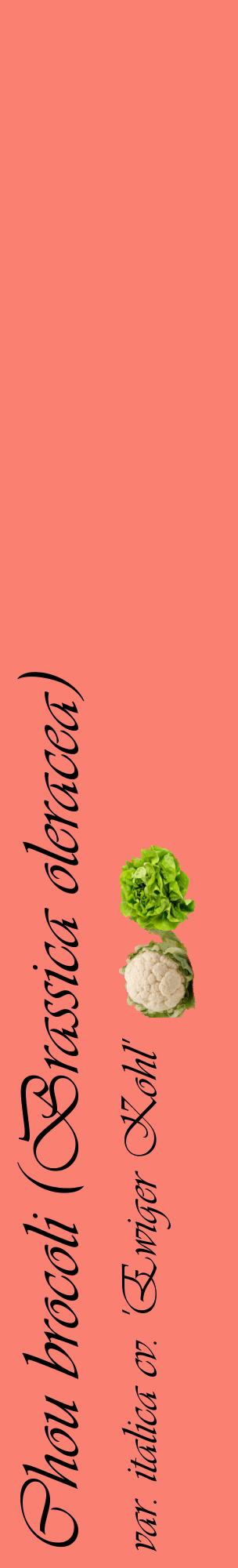 Étiquette de : Brassica oleracea var. italica cv. 'Ewiger Kohl' - format c - style noire38_basiqueviv avec comestibilité simplifiée