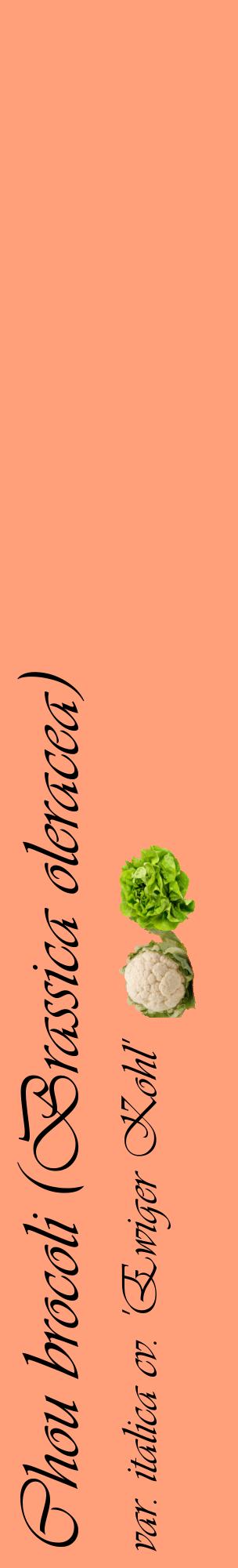 Étiquette de : Brassica oleracea var. italica cv. 'Ewiger Kohl' - format c - style noire39_basiqueviv avec comestibilité simplifiée