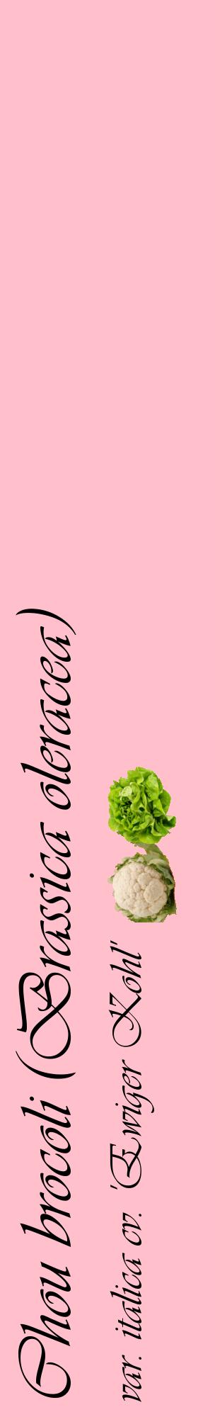 Étiquette de : Brassica oleracea var. italica cv. 'Ewiger Kohl' - format c - style noire40_basiqueviv avec comestibilité simplifiée