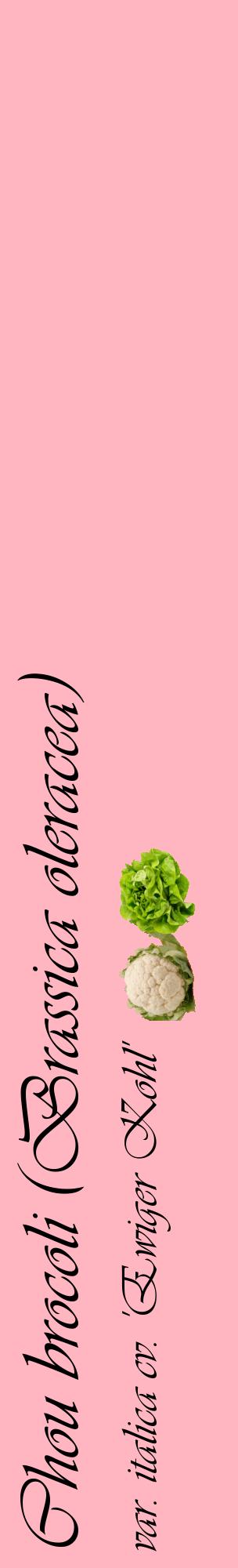Étiquette de : Brassica oleracea var. italica cv. 'Ewiger Kohl' - format c - style noire41_basiqueviv avec comestibilité simplifiée