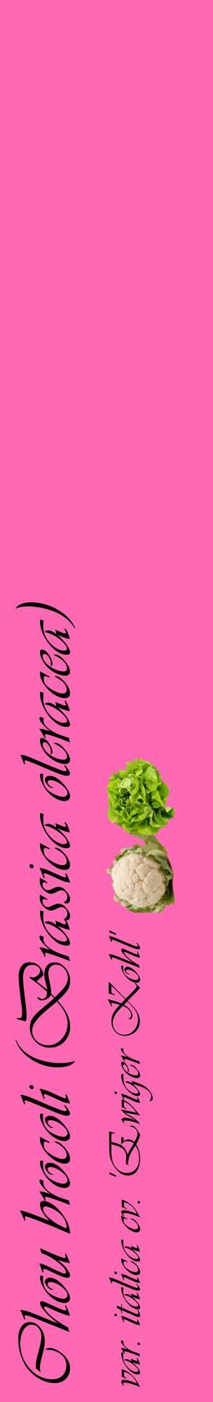 Étiquette de : Brassica oleracea var. italica cv. 'Ewiger Kohl' - format c - style noire42_basiqueviv avec comestibilité simplifiée