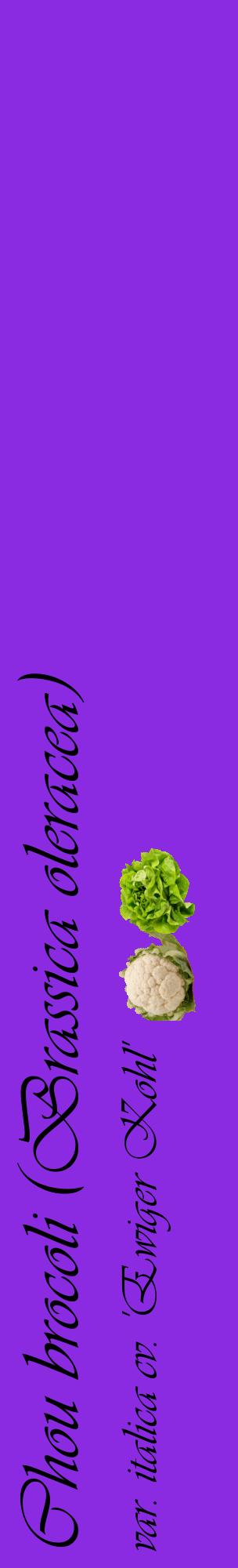 Étiquette de : Brassica oleracea var. italica cv. 'Ewiger Kohl' - format c - style noire49_basiqueviv avec comestibilité simplifiée