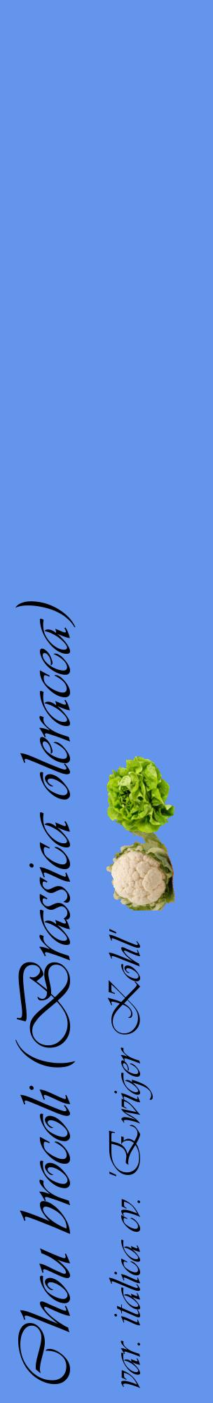 Étiquette de : Brassica oleracea var. italica cv. 'Ewiger Kohl' - format c - style noire4_basiqueviv avec comestibilité simplifiée