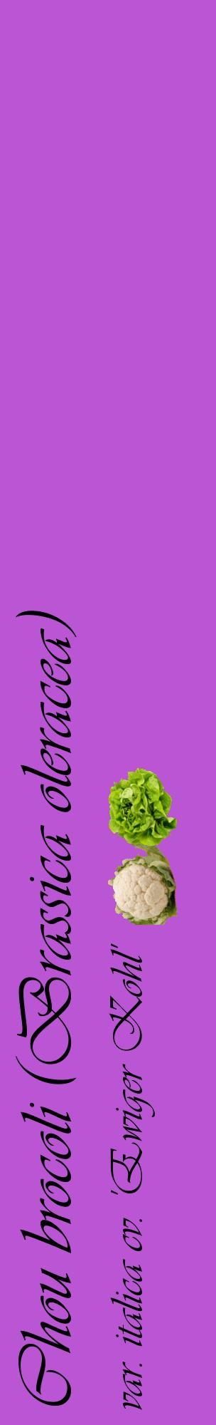 Étiquette de : Brassica oleracea var. italica cv. 'Ewiger Kohl' - format c - style noire50_basiqueviv avec comestibilité simplifiée