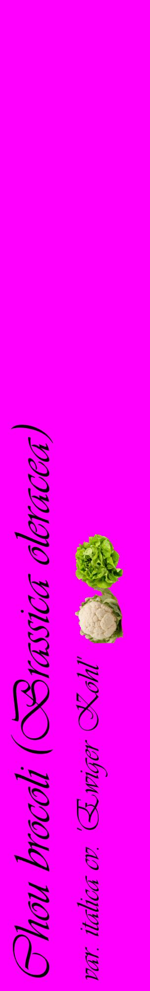 Étiquette de : Brassica oleracea var. italica cv. 'Ewiger Kohl' - format c - style noire51_basiqueviv avec comestibilité simplifiée