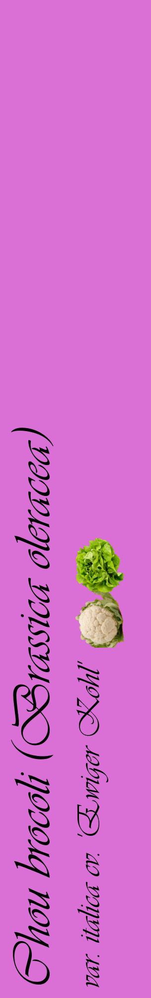 Étiquette de : Brassica oleracea var. italica cv. 'Ewiger Kohl' - format c - style noire52_basiqueviv avec comestibilité simplifiée
