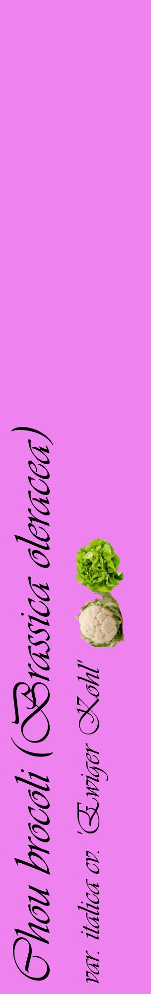 Étiquette de : Brassica oleracea var. italica cv. 'Ewiger Kohl' - format c - style noire53_basiqueviv avec comestibilité simplifiée