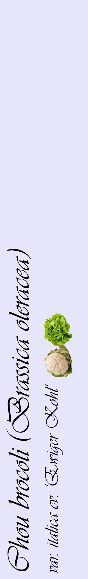 Étiquette de : Brassica oleracea var. italica cv. 'Ewiger Kohl' - format c - style noire55_basiqueviv avec comestibilité simplifiée