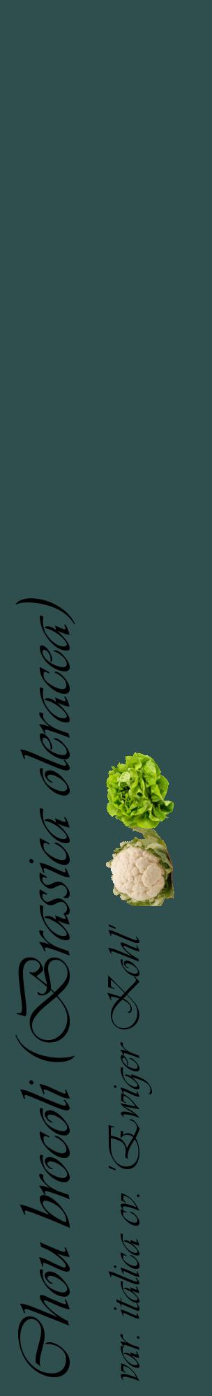 Étiquette de : Brassica oleracea var. italica cv. 'Ewiger Kohl' - format c - style noire58_basiqueviv avec comestibilité simplifiée