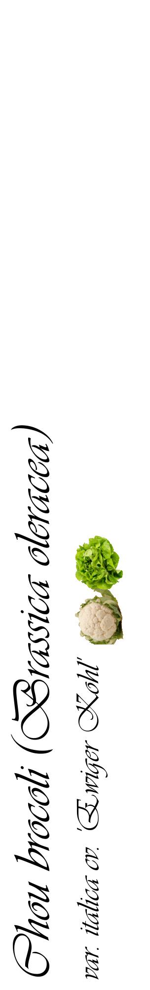 Étiquette de : Brassica oleracea var. italica cv. 'Ewiger Kohl' - format c - style noire60_basiqueviv avec comestibilité simplifiée