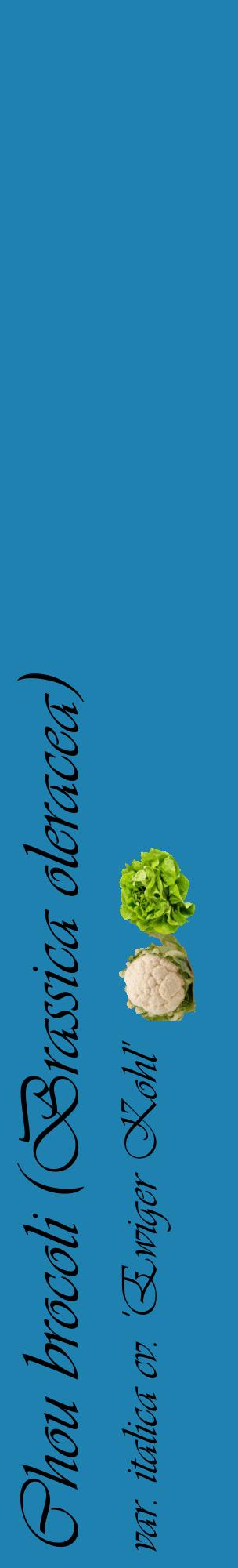 Étiquette de : Brassica oleracea var. italica cv. 'Ewiger Kohl' - format c - style noire6_basiqueviv avec comestibilité simplifiée