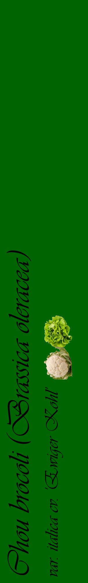 Étiquette de : Brassica oleracea var. italica cv. 'Ewiger Kohl' - format c - style noire8_basiqueviv avec comestibilité simplifiée