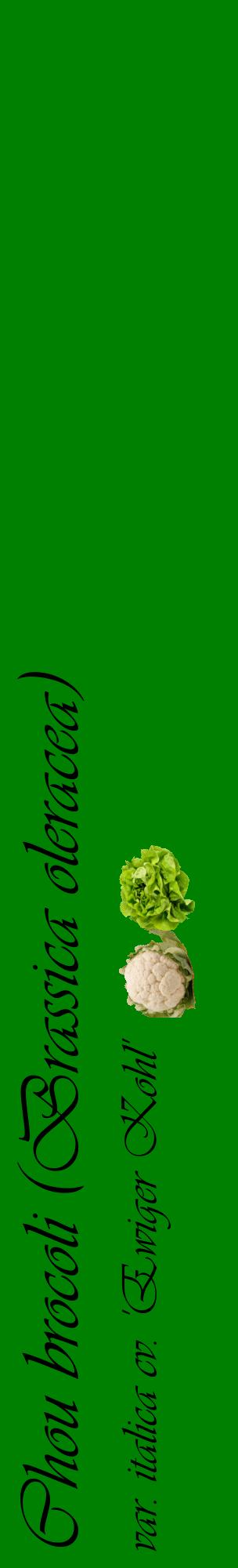 Étiquette de : Brassica oleracea var. italica cv. 'Ewiger Kohl' - format c - style noire9_basiqueviv avec comestibilité simplifiée