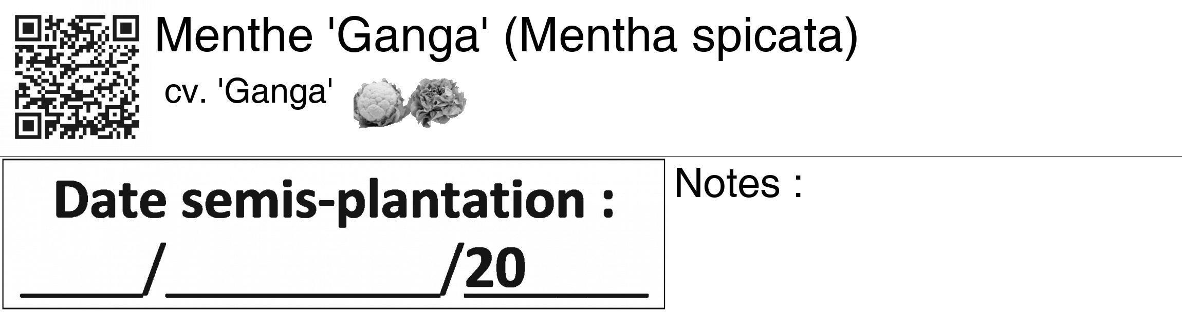 Étiquette de : Mentha spicata cv. 'Ganga' - format c - style noire60_basiquegrrvhel avec qrcode et comestibilité simplifiée