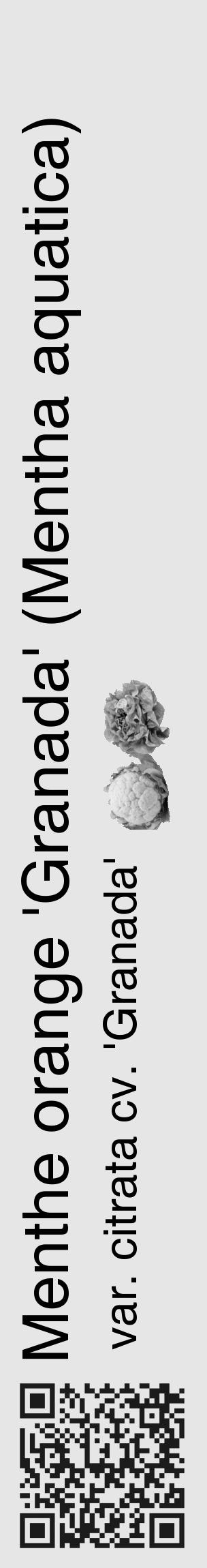 Étiquette de : Mentha aquatica var. citrata cv. 'Granada' - format c - style noire18_basique_basiquehel avec qrcode et comestibilité simplifiée - position verticale