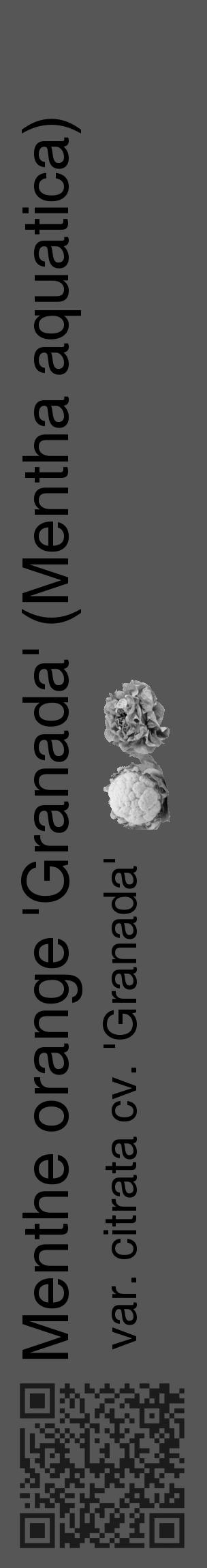 Étiquette de : Mentha aquatica var. citrata cv. 'Granada' - format c - style noire45_basique_basiquehel avec qrcode et comestibilité simplifiée - position verticale
