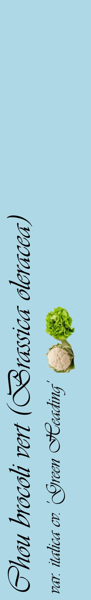 Étiquette de : Brassica oleracea var. italica cv. 'Green Heading' - format c - style noire0_basiqueviv avec comestibilité simplifiée