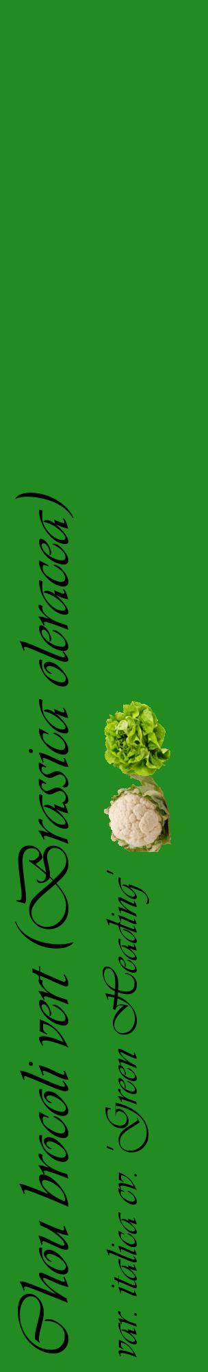 Étiquette de : Brassica oleracea var. italica cv. 'Green Heading' - format c - style noire10_basiqueviv avec comestibilité simplifiée