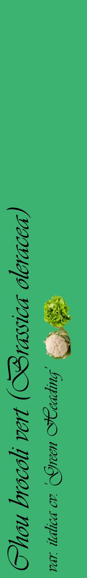 Étiquette de : Brassica oleracea var. italica cv. 'Green Heading' - format c - style noire12_basiqueviv avec comestibilité simplifiée