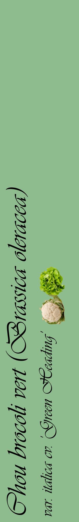 Étiquette de : Brassica oleracea var. italica cv. 'Green Heading' - format c - style noire13_basiqueviv avec comestibilité simplifiée