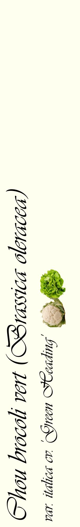 Étiquette de : Brassica oleracea var. italica cv. 'Green Heading' - format c - style noire19_basiqueviv avec comestibilité simplifiée