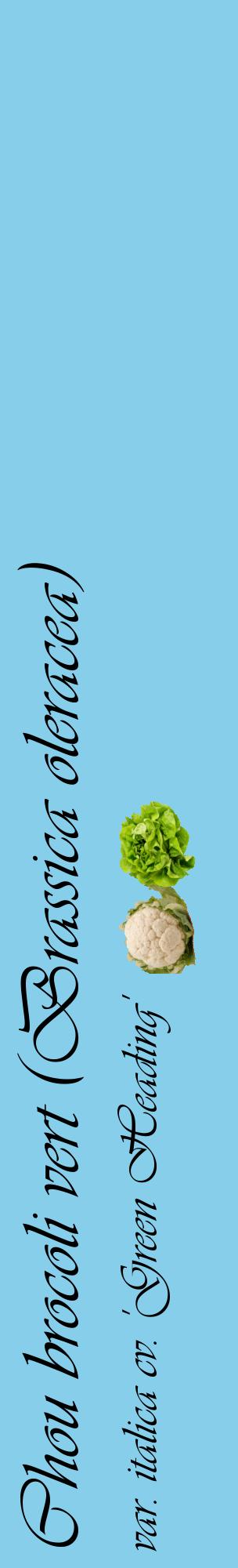 Étiquette de : Brassica oleracea var. italica cv. 'Green Heading' - format c - style noire1_basiqueviv avec comestibilité simplifiée