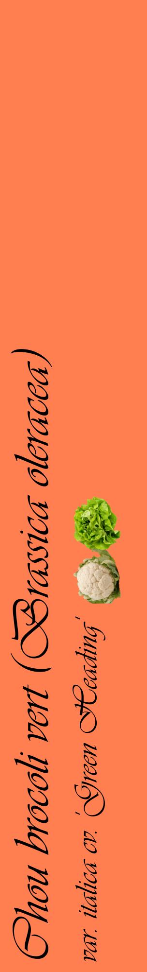 Étiquette de : Brassica oleracea var. italica cv. 'Green Heading' - format c - style noire24_basiqueviv avec comestibilité simplifiée