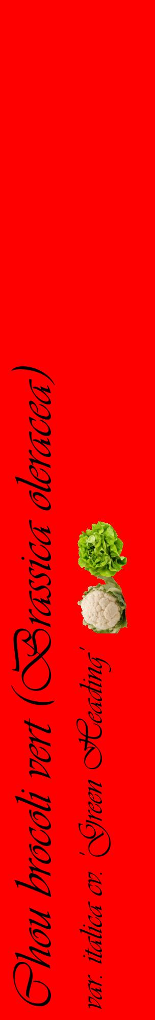Étiquette de : Brassica oleracea var. italica cv. 'Green Heading' - format c - style noire27_basiqueviv avec comestibilité simplifiée