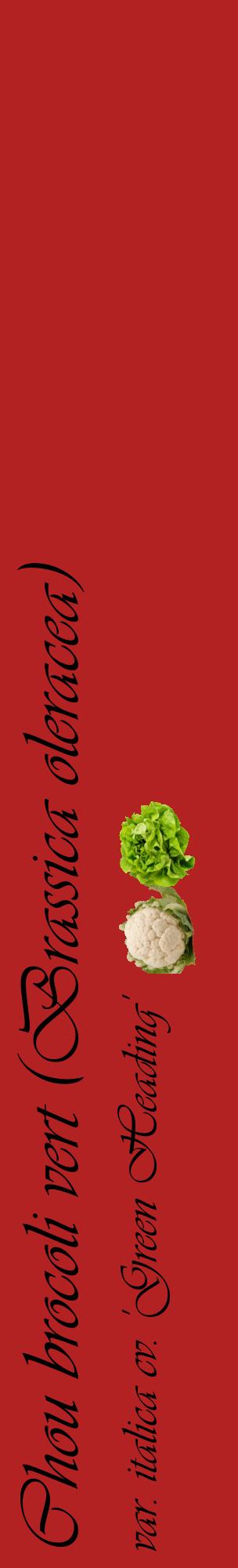 Étiquette de : Brassica oleracea var. italica cv. 'Green Heading' - format c - style noire28_basiqueviv avec comestibilité simplifiée