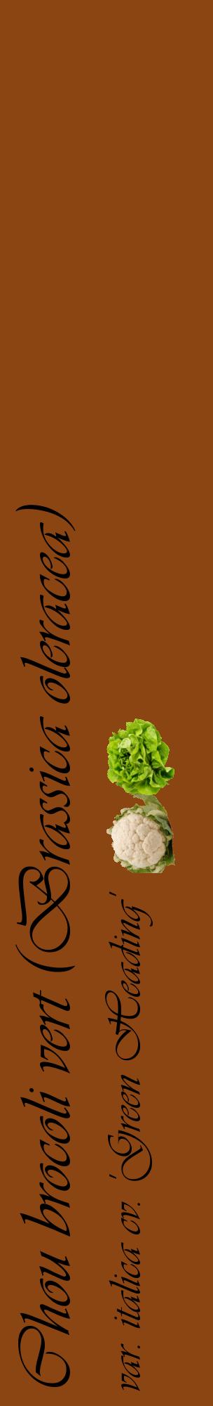 Étiquette de : Brassica oleracea var. italica cv. 'Green Heading' - format c - style noire30_basiqueviv avec comestibilité simplifiée