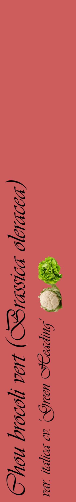 Étiquette de : Brassica oleracea var. italica cv. 'Green Heading' - format c - style noire35_basiqueviv avec comestibilité simplifiée