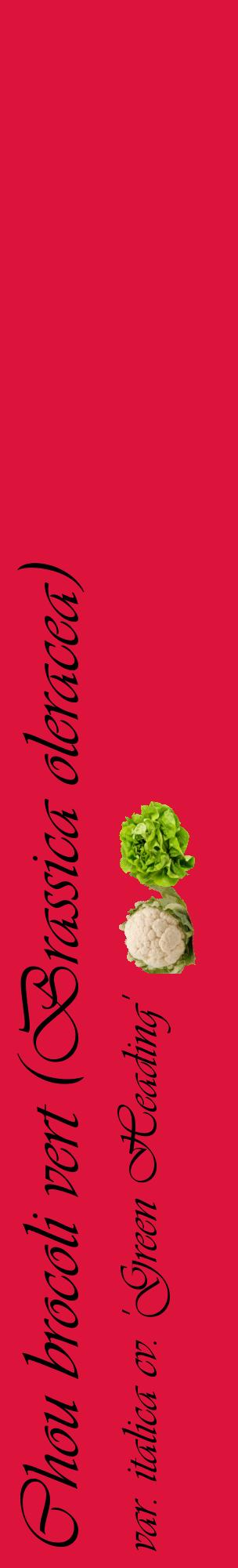 Étiquette de : Brassica oleracea var. italica cv. 'Green Heading' - format c - style noire36_basiqueviv avec comestibilité simplifiée