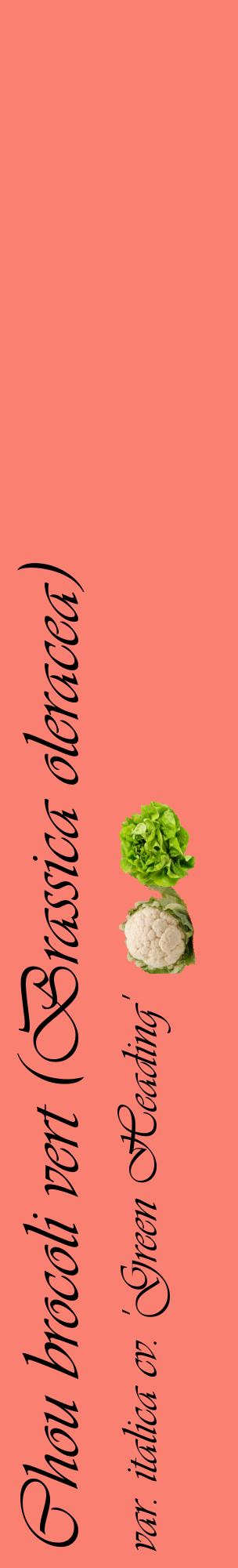 Étiquette de : Brassica oleracea var. italica cv. 'Green Heading' - format c - style noire38_basiqueviv avec comestibilité simplifiée