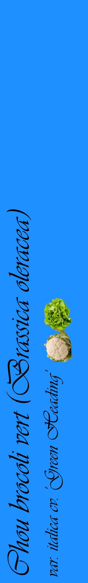 Étiquette de : Brassica oleracea var. italica cv. 'Green Heading' - format c - style noire3_basiqueviv avec comestibilité simplifiée